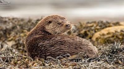 Springwatch
