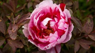 Gardening Australia