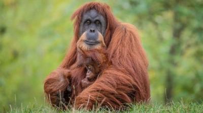 The Secret Life of the Zoo