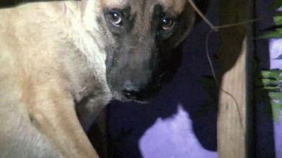 Pit Bulls and Parolees