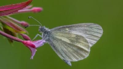 Springwatch