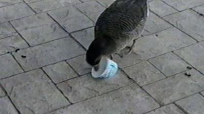 Funniest Pets & People