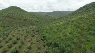 Planeta Selva