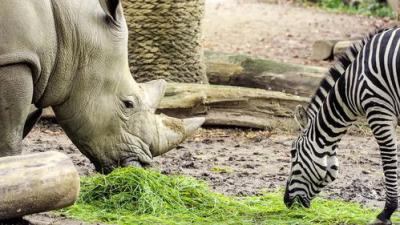 Het Echte Leven in de ZOO
