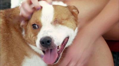 Pit Bulls and Parolees