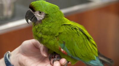 Dr. K's Exotic Animal ER