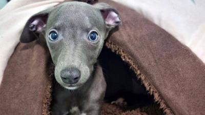 For the Love of Dogs