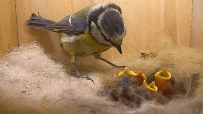 Springwatch