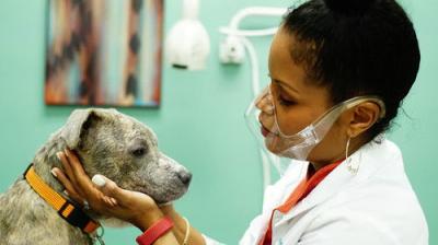 Pop Goes the Vet with Dr. Joya