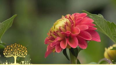 Gardeners' World