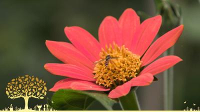 Gardeners' World