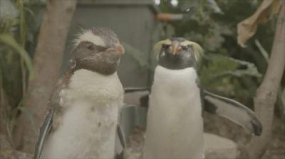 Taronga: Who's Who In The Zoo