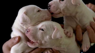 For the Love of Dogs