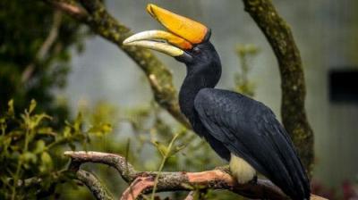 The Secret Life of the Zoo