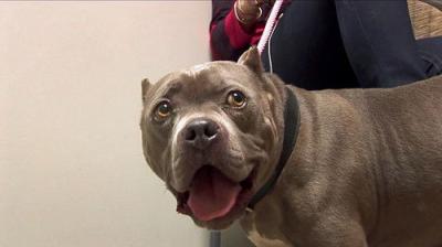 Pit Bulls and Parolees