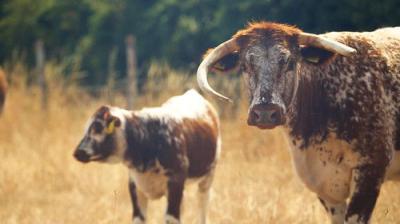 The Farmers' Country Showdown