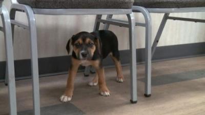 The Incredible Dr. Pol