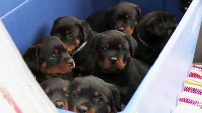 The Incredible Dr. Pol