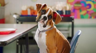 Pup Academy