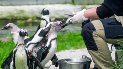 Het Echte Leven in de ZOO