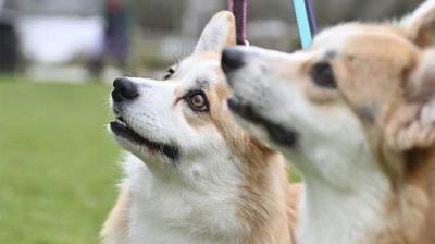 Crufts