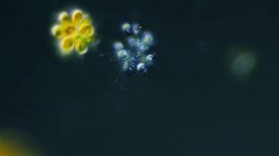 Journey to the Microcosmos