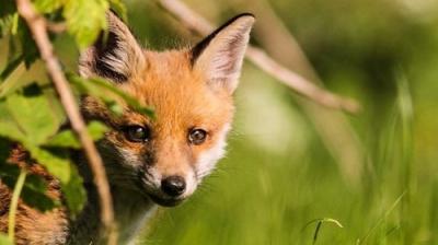 Springwatch