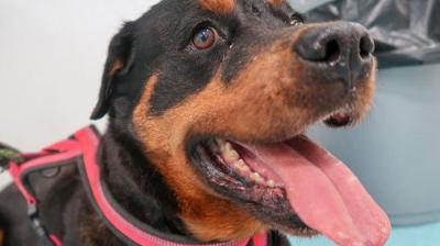 The Supervet: Noel Fitzpatrick