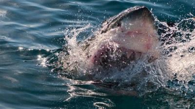 When Sharks Attack