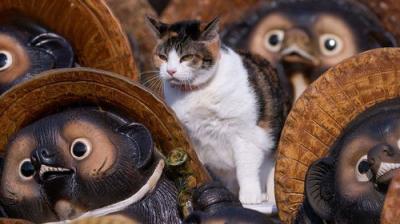A Cat's-Eye View of Japan