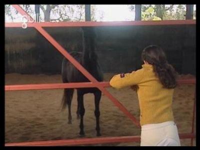 The Saddle Club