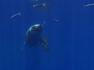 Didžiosios migracijos