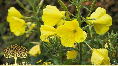 Gardeners' World