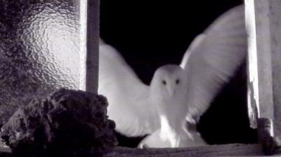 Springwatch