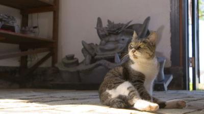 A Cat's-Eye View of Japan