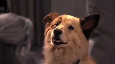 Dog with a Blog