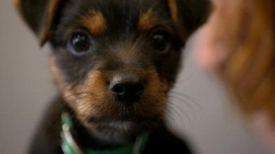 For the Love of Dogs