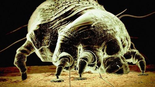 Monsters Inside Me filmas žiurėti online