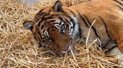 Taronga: Who's Who In The Zoo