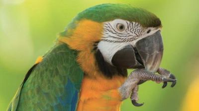 The National Geographic Guide to Birding in North America