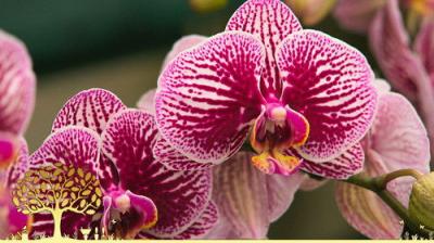 Gardeners' World