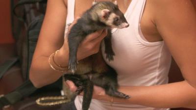 Dr. K's Exotic Animal ER