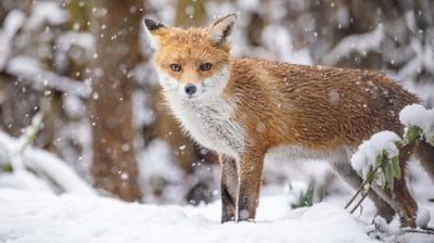 Winterwatch