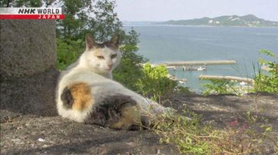 A Cat's-Eye View of Japan
