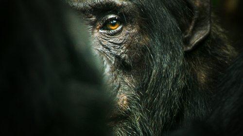 Chimp Empire filmas žiurėti online