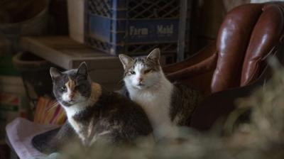 The Incredible Dr. Pol