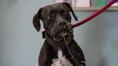 The Incredible Dr. Pol