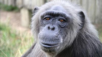 Rescued Chimpanzees of the Congo with Jane Goodall