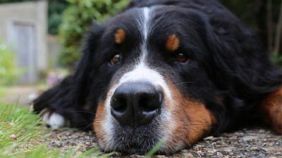 The Supervet: Noel Fitzpatrick