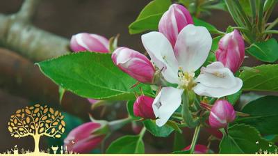 Gardeners' World